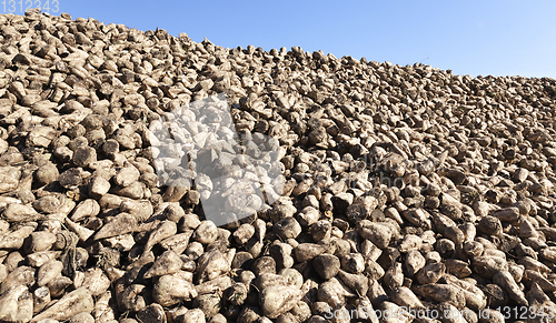 Image of pile of beets