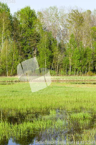 Image of Spring marsh