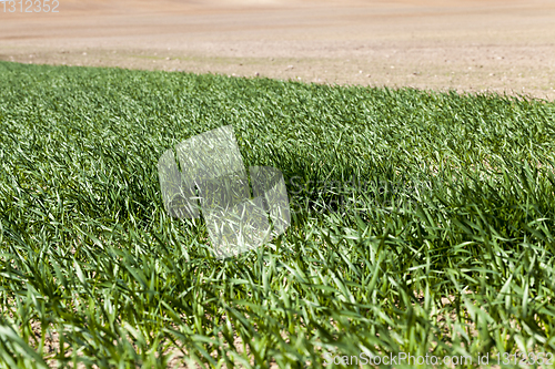 Image of grass is green