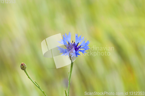 Image of Cornflower field