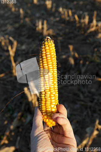 Image of Ear of corn