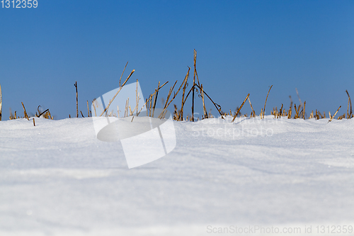 Image of on dry grass