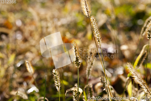 Image of Grass autumn