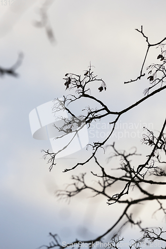 Image of Bare tree branches