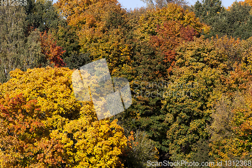 Image of Mixed forest autumn