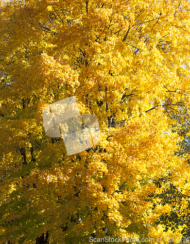 Image of Part of yellow maple closeup
