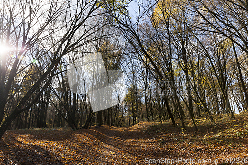 Image of Bare trees