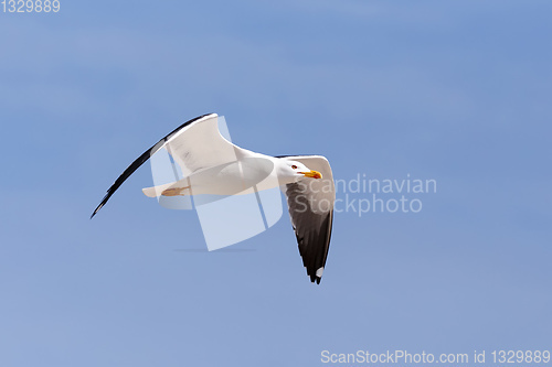 Image of flying European Herring Gulls, Larus argentatus