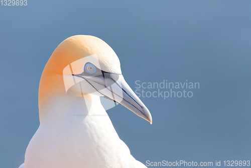 Image of northern gannet, Helgoland Germany