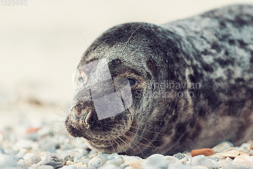 Image of Young atlantic Harbor seal, Helgoland Germany