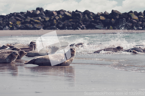 Image of Harbor seal, Helgoland Germany