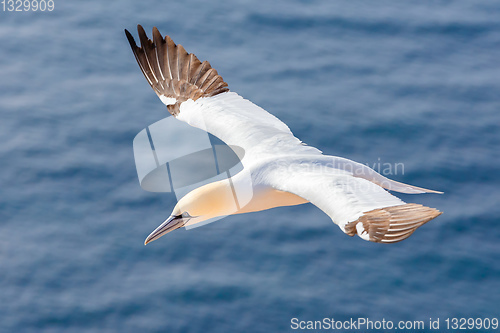 Image of flying northern gannet, Helgoland Germany