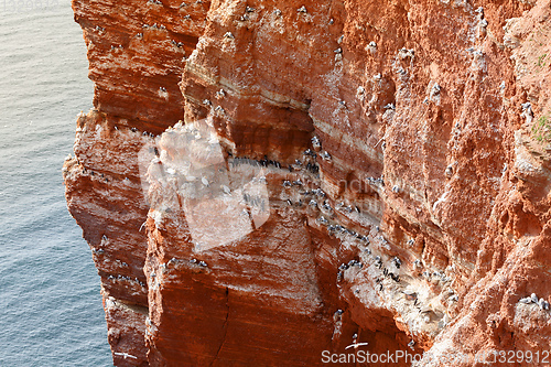 Image of northern gannet sitting on the nest