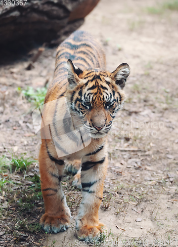 Image of Sumatran Tiger, Panthera tigris sumatrae