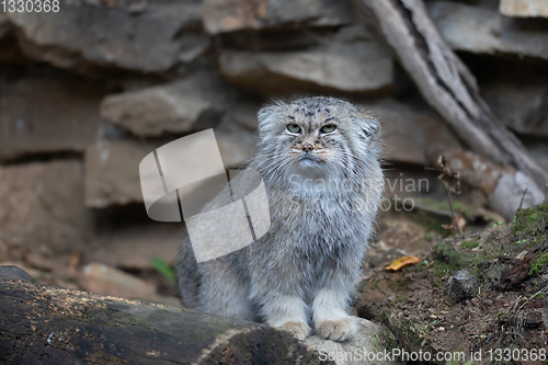 Image of Pallas\'s cat, Otocolobus manul