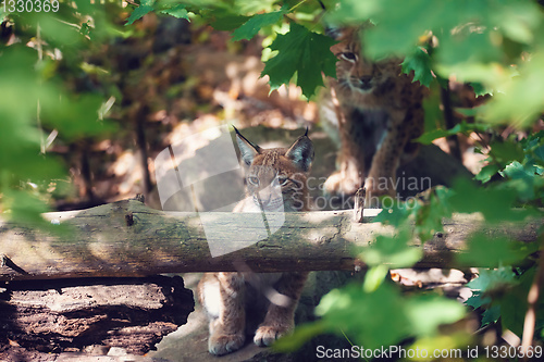 Image of cute small kitten of Lynx