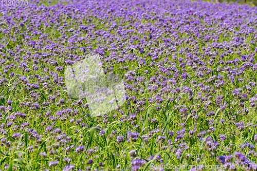 Image of purple tansy field, countryside