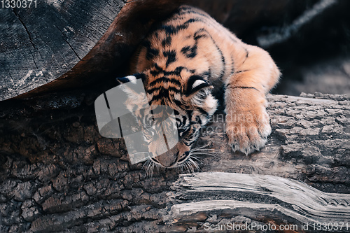 Image of Sumatran Tiger, Panthera tigris sumatrae