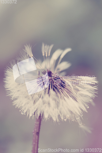 Image of close up of Dandelion on background green grass