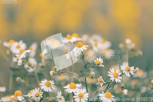 Image of Chamomile field flowers