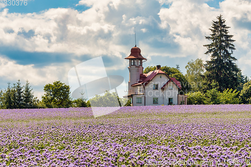 Image of purple tansy field, countryside