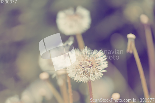 Image of close up of Dandelion on background green grass