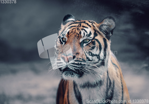 Image of Sumatran Tiger, Panthera tigris sumatrae