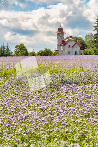 Image of purple tansy field, countryside