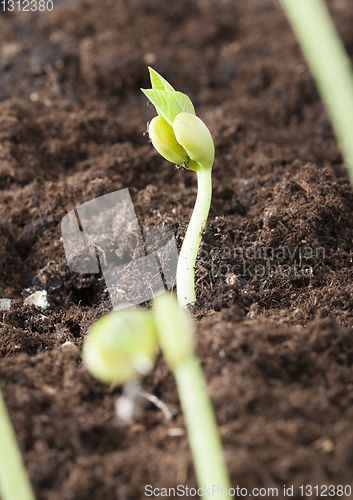 Image of sprout beans