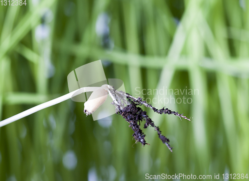 Image of Macro of organic wheat sprouts