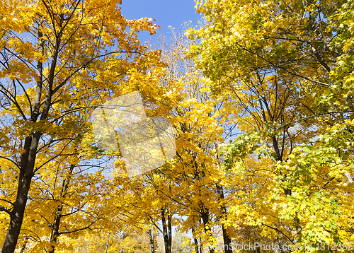 Image of Maple tree autumn