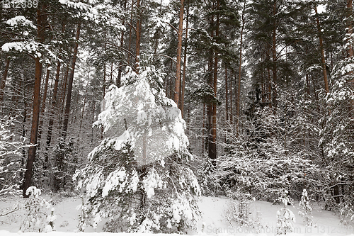 Image of Snow drifts in winter