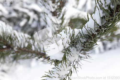 Image of Forest in winter