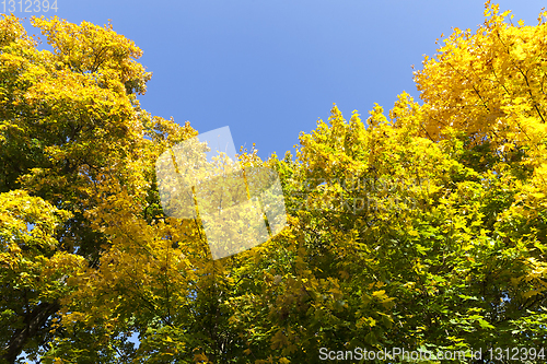 Image of half-yellowed foliage
