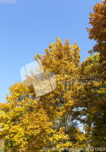 Image of yellowed maple trees in autumn