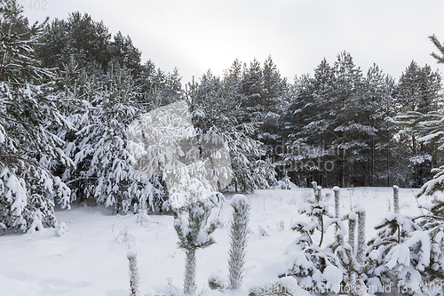 Image of Forest in winter