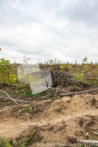 Image of trees after the hurricane