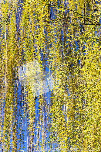 Image of foliage on a willow