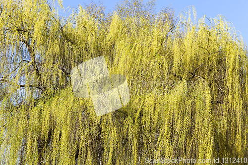 Image of foliage on a willow