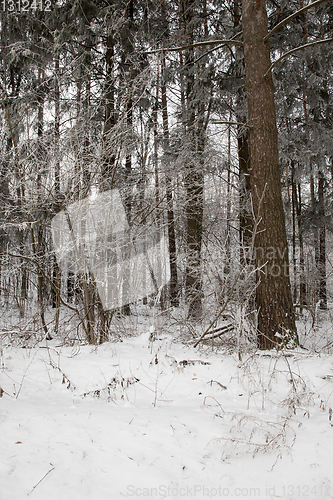 Image of Snow drifts in winter