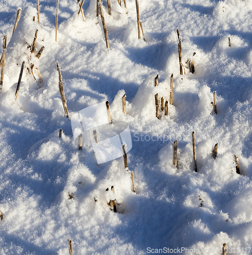 Image of Snow drifts in winter