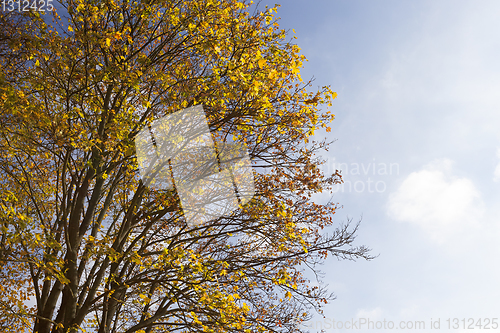 Image of yellowed maple trees in the fall