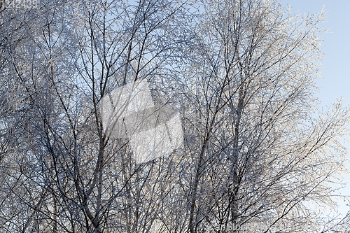 Image of Frost on tree branches