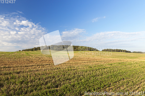 Image of Field of the harvest