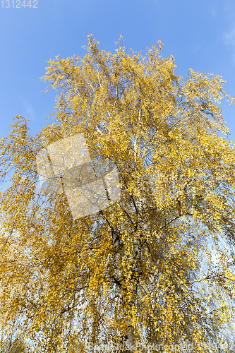 Image of Yellowed leaves of birch
