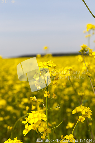 Image of Blooming canola