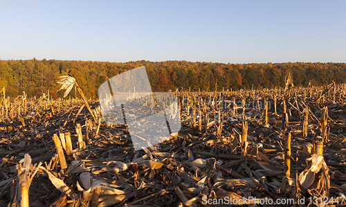 Image of Corn in the field