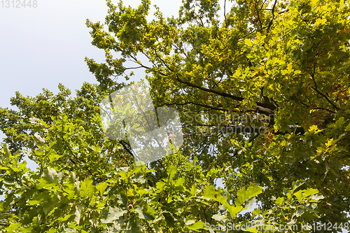 Image of Oak in early autumn