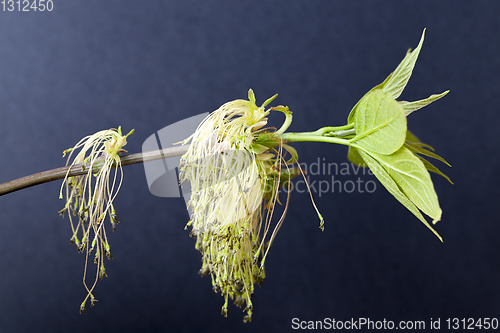 Image of Flower maple