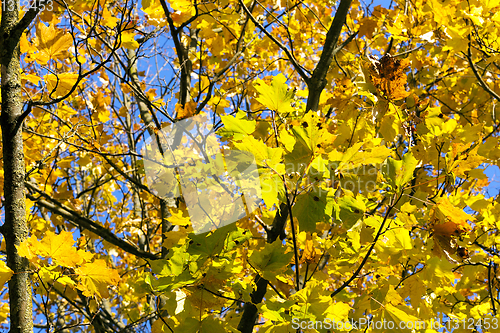 Image of colorful maple leaves